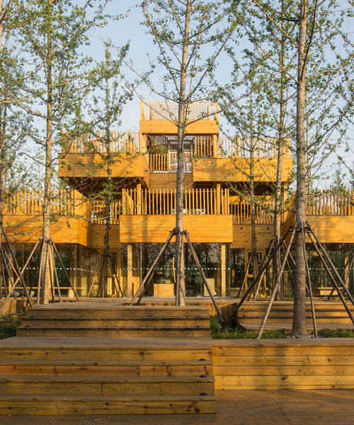 MADAM and hexia's ginkgo forest tea house is a cluster of playful timber volumes