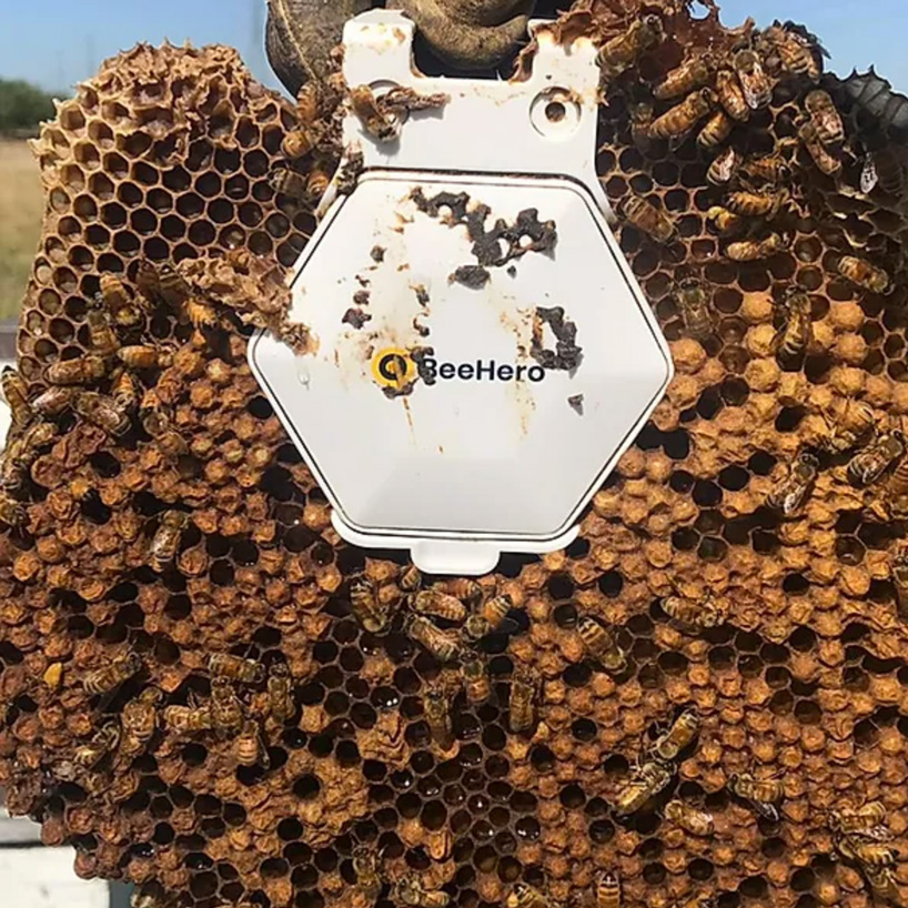 beehero's smart beehives monitor hive health in real-time to provide precision pollination