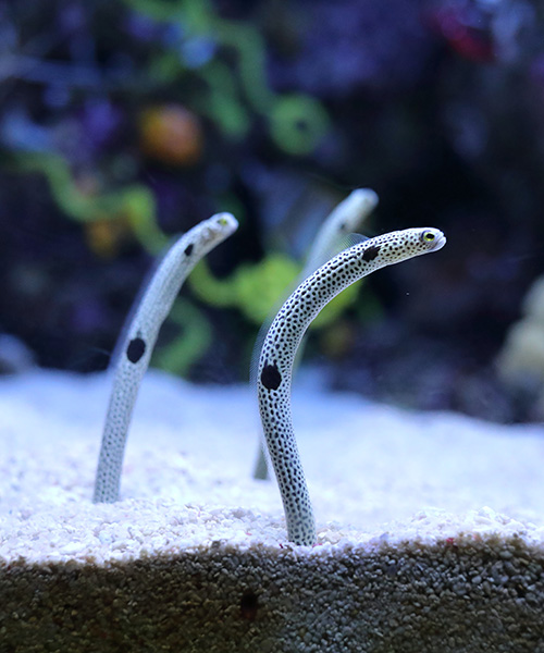 a japanese aquarium is inviting people to have a short facetime call with their eels