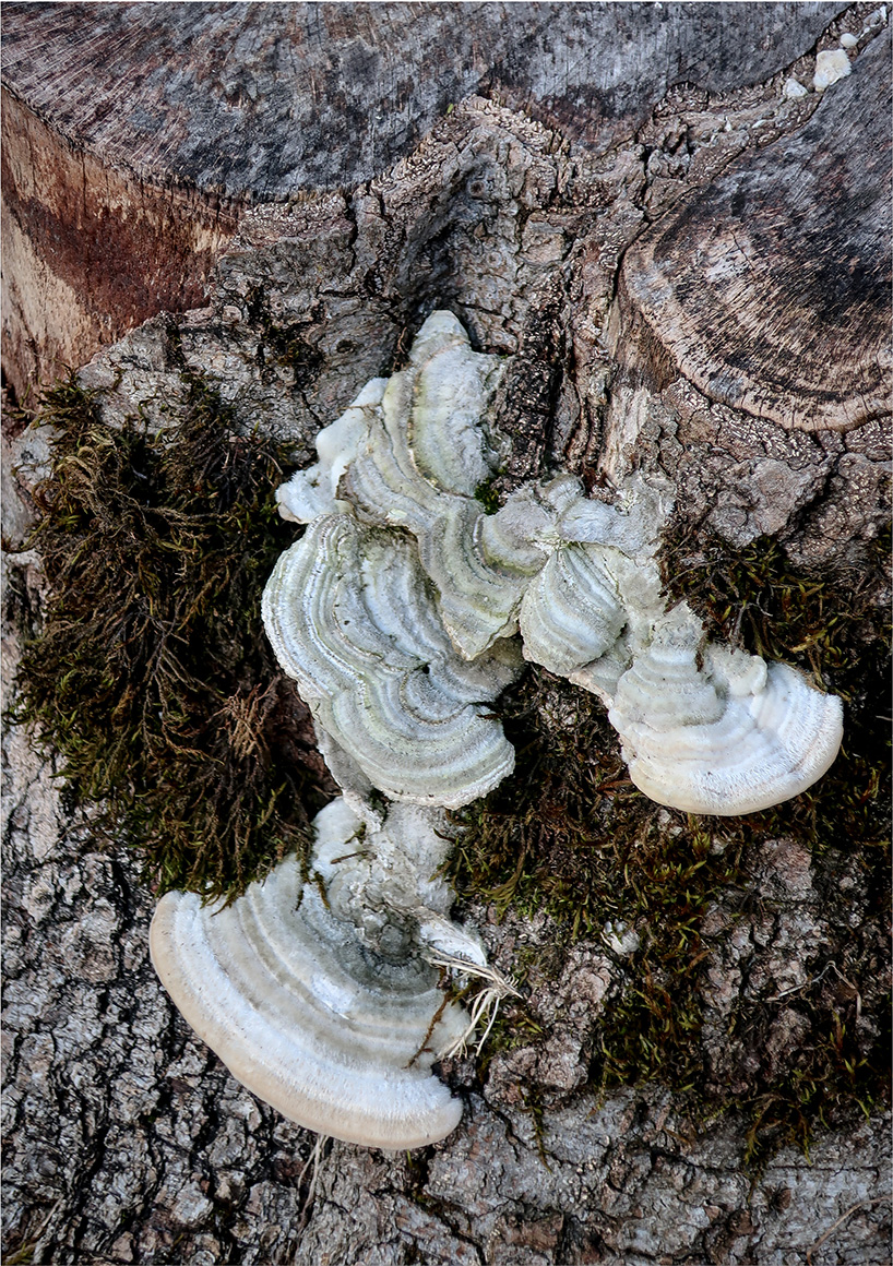 majesty exhibition explores the relationship between humans and wild nature