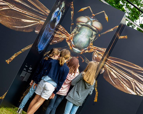 'microsculpture' exhibition explores the beauty of insects through detailed photography