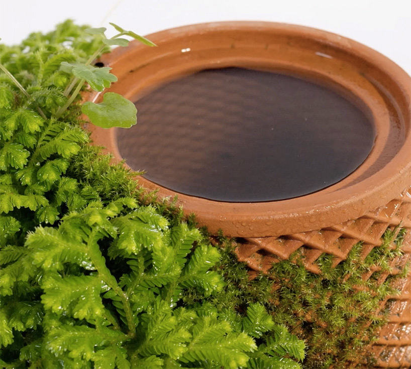 terraplanter is a hydroponic pot that lets you grow plants indoors without soil