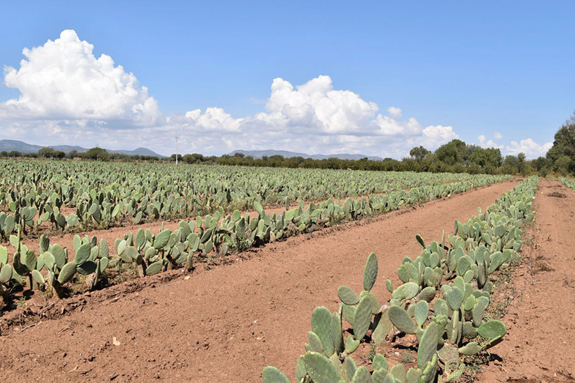 Revolutionary Cactus Vegan Leather Bags by Desserto Disrupt Luxury Brands  with Sustainable and Non-Toxic Materials