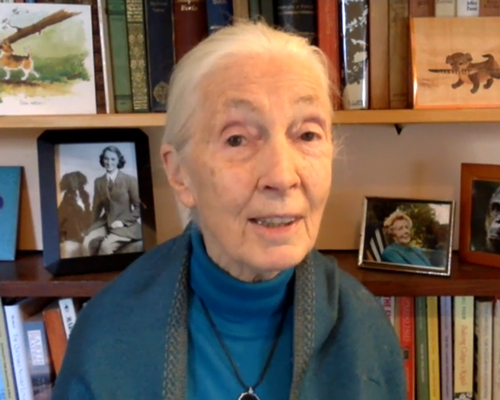 jane goodall warns humanity is 'finished' if it doesn't change after COVID-19