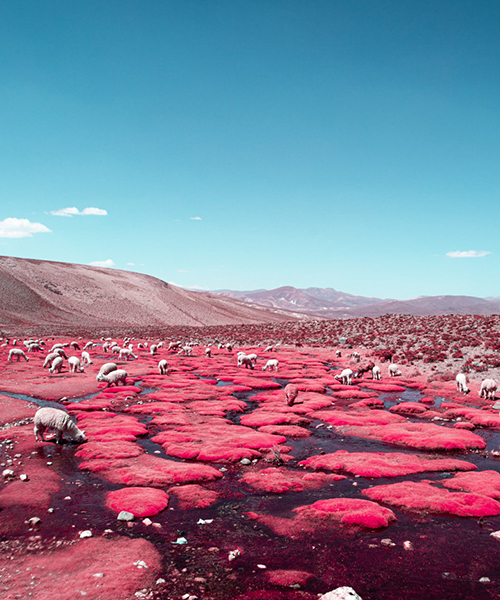 paolo pettigiani captures the cuteness of alpaca river in infrared