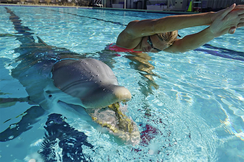 these hyper-real robotic dolphins could replace captive marine mammals in shows