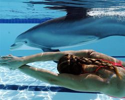 these hyper-real robotic dolphins could replace captive marine mammals in shows