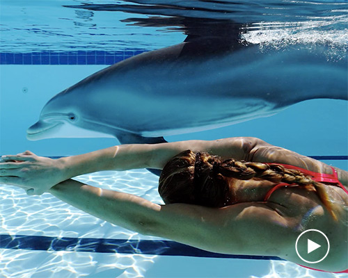 these hyper-real robotic dolphins could replace captive marine mammals in shows