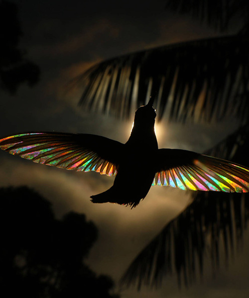 christian spencer captures rainbow effect as sunlight passes through hummingbirds' wings
