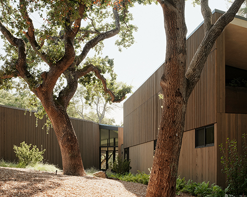 field architecture splits open its dawnridge house to accomodate an existing oak