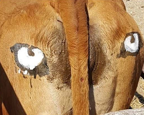 painted eyespots on cows' backsides prevent attacks from predators, research finds