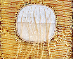 ava roth collaborates with bees in embroidery artworks contained by honeycombs
