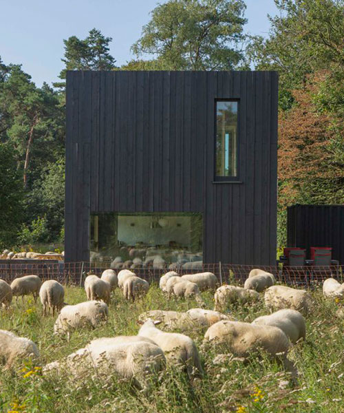 black birch wood clads prefabricated cabin by joris verhoeven in the netherlands