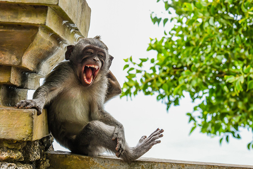 why-this-year-s-shortlist-of-comedy-wildlife-photography-awards