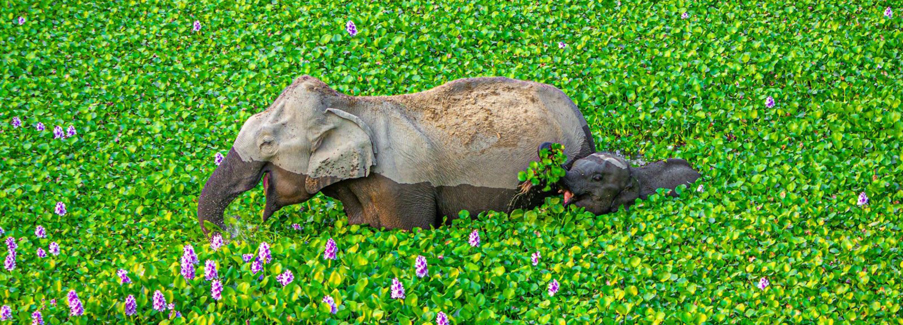 comedy-wildlife-photo-contest-finalists-designboom-015