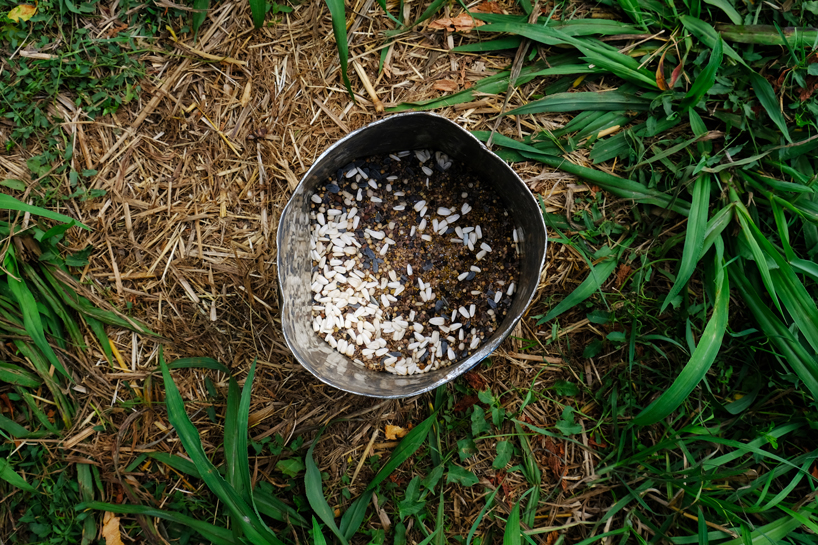 iwo borkowicz + ola korbańska transform palm tree biomass into sculptures designboom