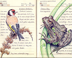 jo brown's meticulous illustrations document the flora and fauna of the countryside