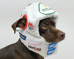 rajeev basu makes luxury padded helmets for dogs to sleep in