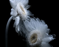 transparent flowers settle within mystical aquatic garden in luna ikuta's 'afterlife: belladonna'