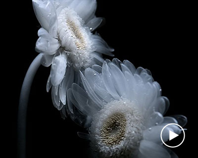 transparent flowers settle within mystical aquatic garden in luna ikuta's 'afterlife: belladonna'