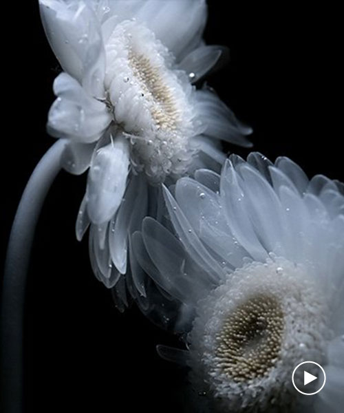 transparent flowers settle within mystical aquatic garden in luna ikuta's 'afterlife: belladonna'