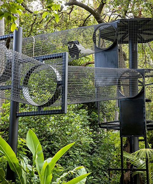 WAX expands monkey exhibit in adelaide zoo with elevated 'sky trail' structure