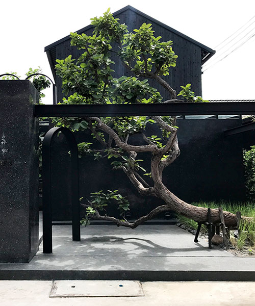 PDA puredesigns associate incorporates large trees into 'kamut house' cafe design in thailand