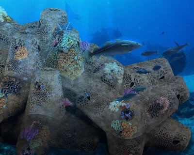 the 'biopod' allows the formation of marine habitats in concrete underwater infrastructures