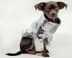 rajeev basu upcycles grocery delivery bags into stylish dog jacket