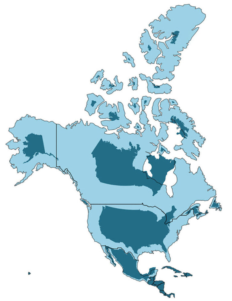 this animated map shows the real size of each country