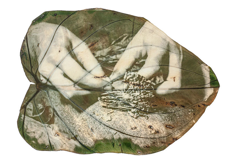 almudena romero uses sunlight to print images directly onto leaves