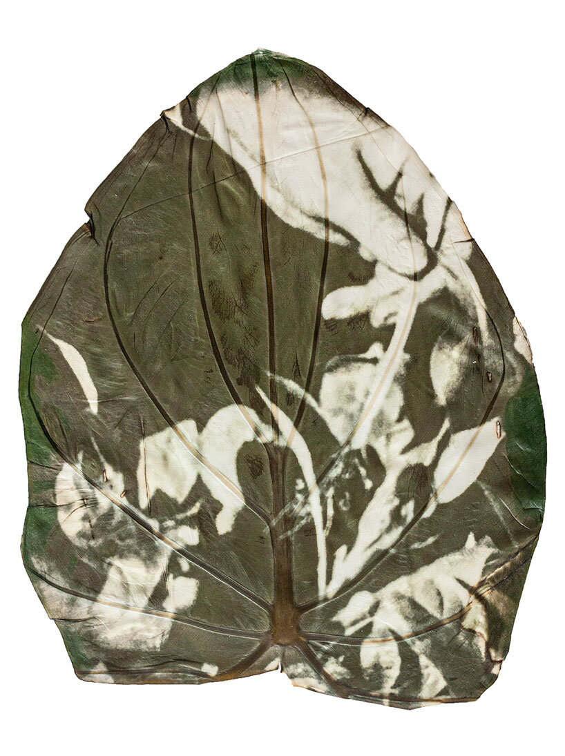 almudena romero uses sunlight to print images directly onto leaves