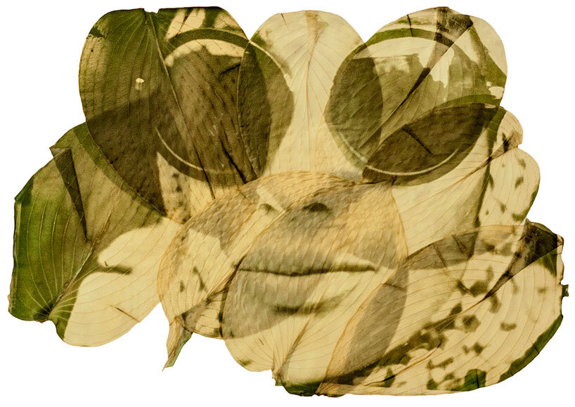 almudena romero uses sunlight to print images directly onto leaves