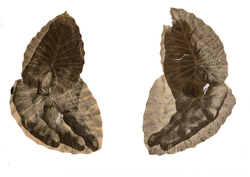 almudena romero uses sunlight to print images directly onto leaves