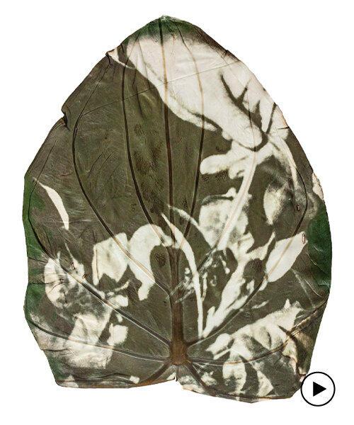 almudena romero uses sunlight to print images directly onto leaves