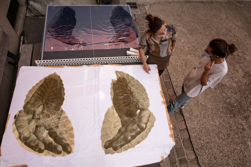 almudena romero uses sunlight to print images directly onto leaves