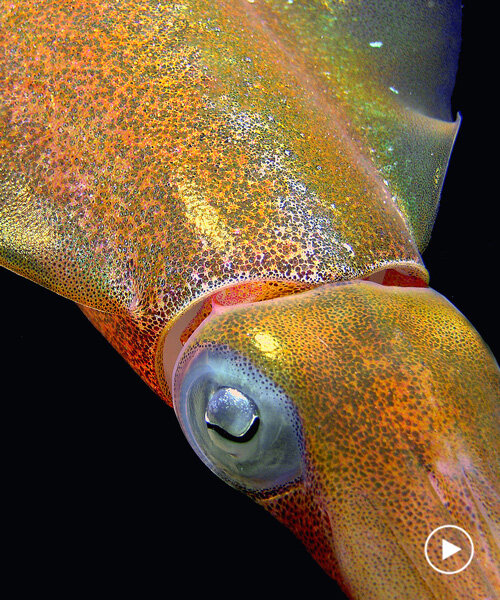 engineers develop squid skin-like, 3D-printed smart gel that changes shape under light