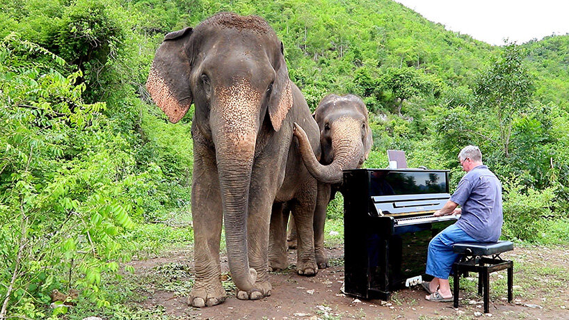 paul barton plays beethoven, schumann, and grieg to rescued elephants in thailand