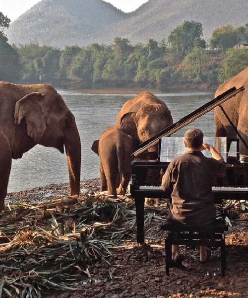 paul barton plays beethoven, schumann, and grieg to rescued elephants in thailand