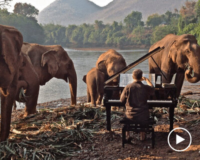 paul barton plays beethoven, schumann, and grieg to rescued elephants in thailand