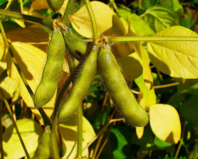 new research shows how to convert soybean shells into 3D-printing materials