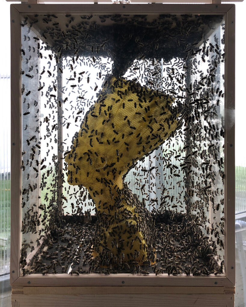 tomáš libertíny sculpts beeswax version of the nefertiti bust together with 60.000 honeybees