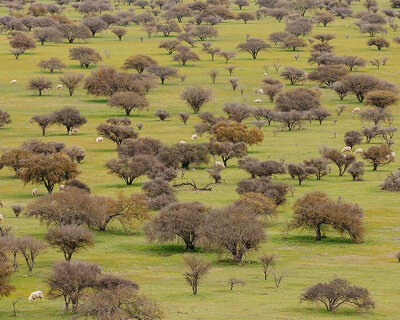 the andes house crafts everyday objects from a tree typically used for firewood 