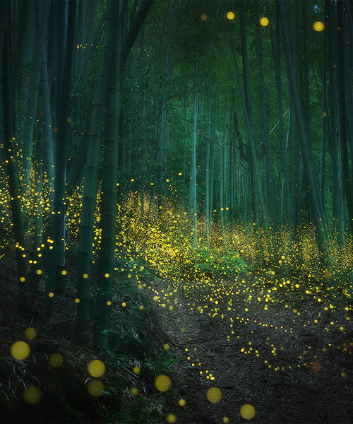 daniel kordan captures an enchanted japanese forest lit by fireflies