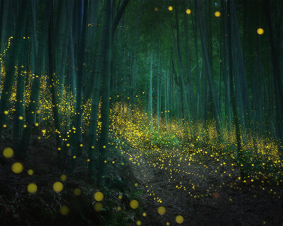 daniel kordan captures an enchanted japanese forest lit by fireflies