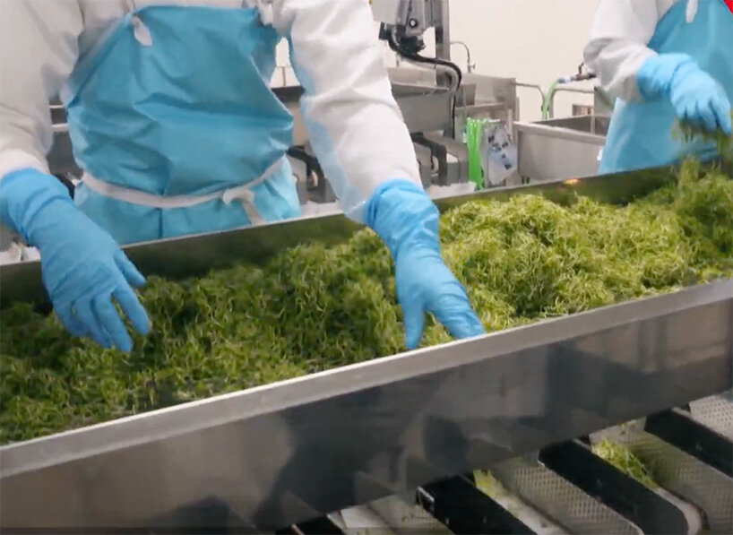 japan opens the super sprout factory, a completely artificial light type plant factory