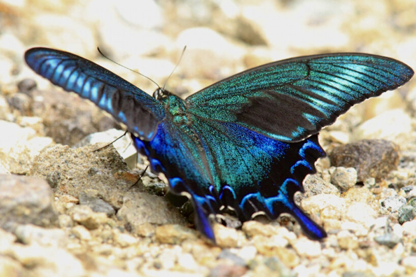 japanese researchers develop new material that changes color with pressure detection