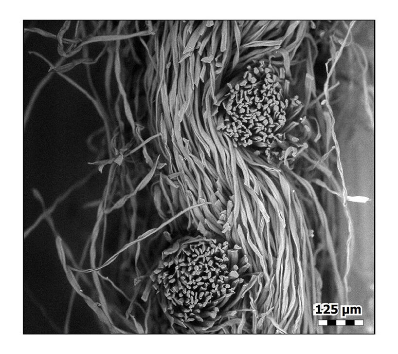 masks under the microscope — impressive images that show which ones work best