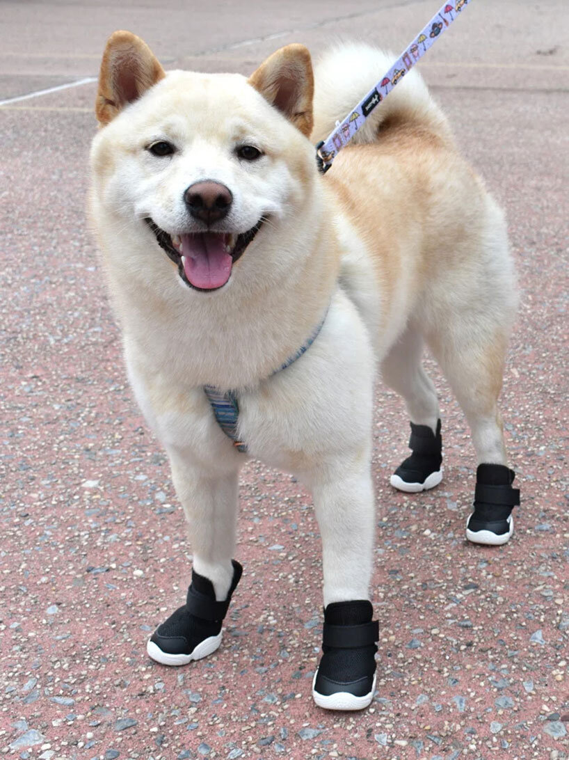 Swoosh Dog Shoes For Walking • Yorkies Gram