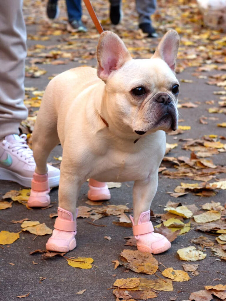 rifruf introduces vetendorsed designdriven dog sneakers